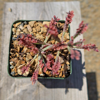 Pink Mother of Thousands Plant - Kalanchoe ‘Pink Butterflies’