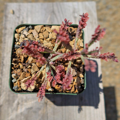 pink butterflies mother of thousands kalanchoe succulents Pink Mother of Thousands Plant