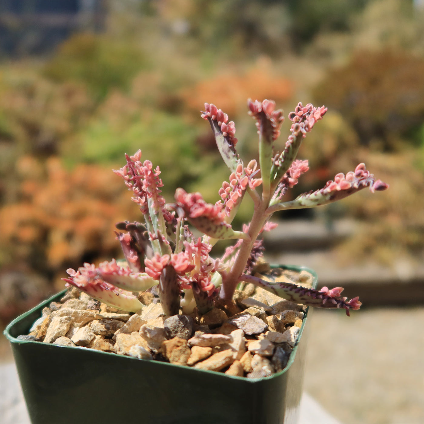 pink butterfly succulent propagation Pink Mother of Thousands Plant