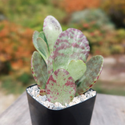 Kalanchoe humilis desert surprise