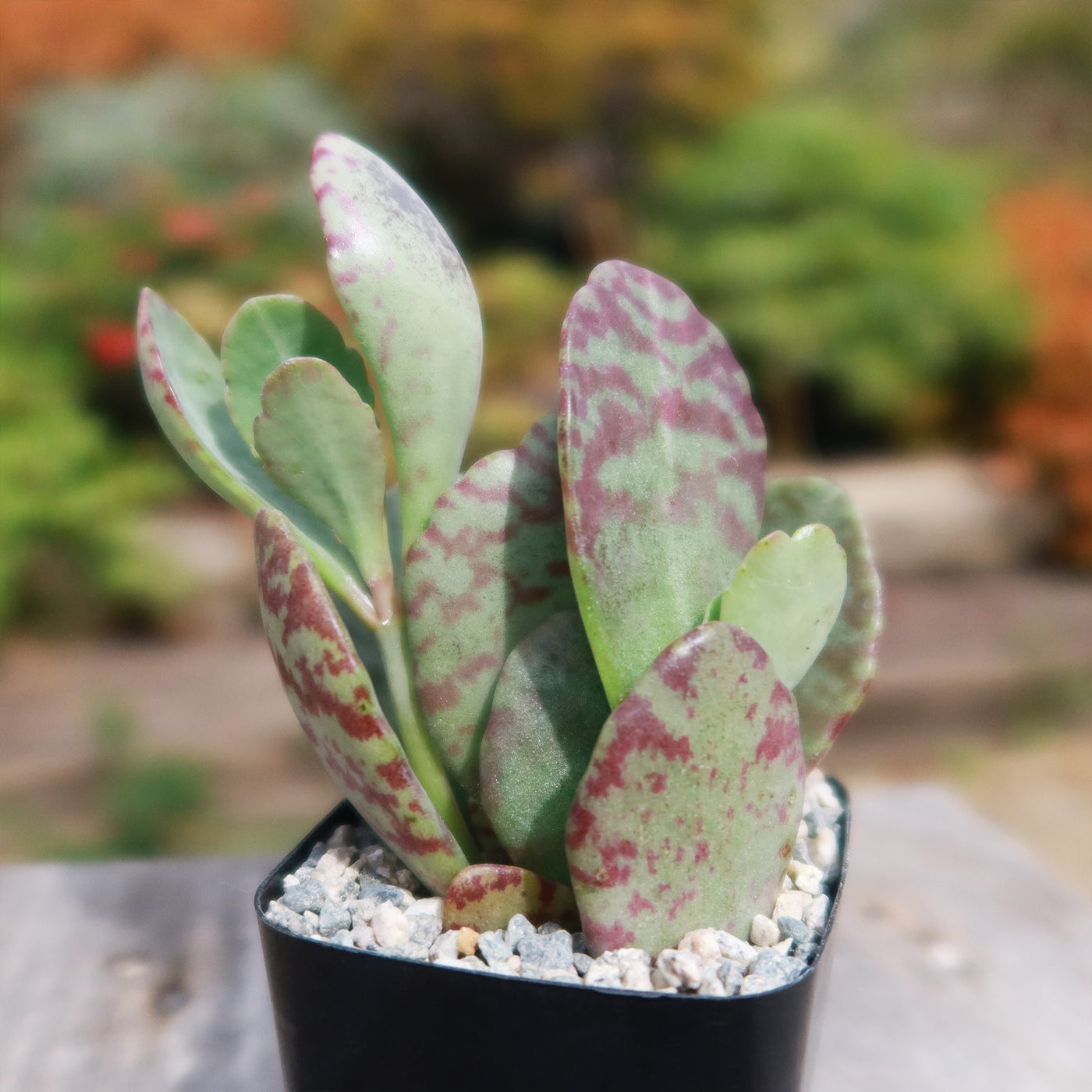 Kalanchoe humilis desert surprise