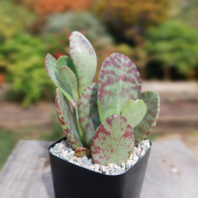 Kalanchoe humilis desert surprise