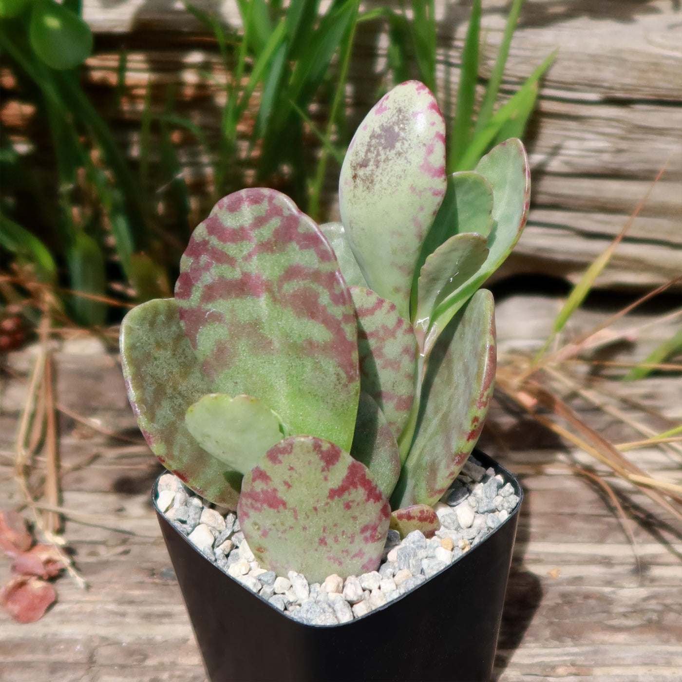 Kalanchoe humilis desert surprise