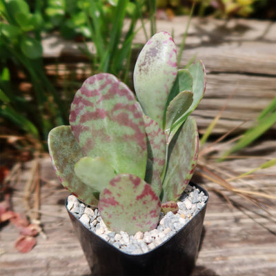 Kalanchoe humilis desert surprise