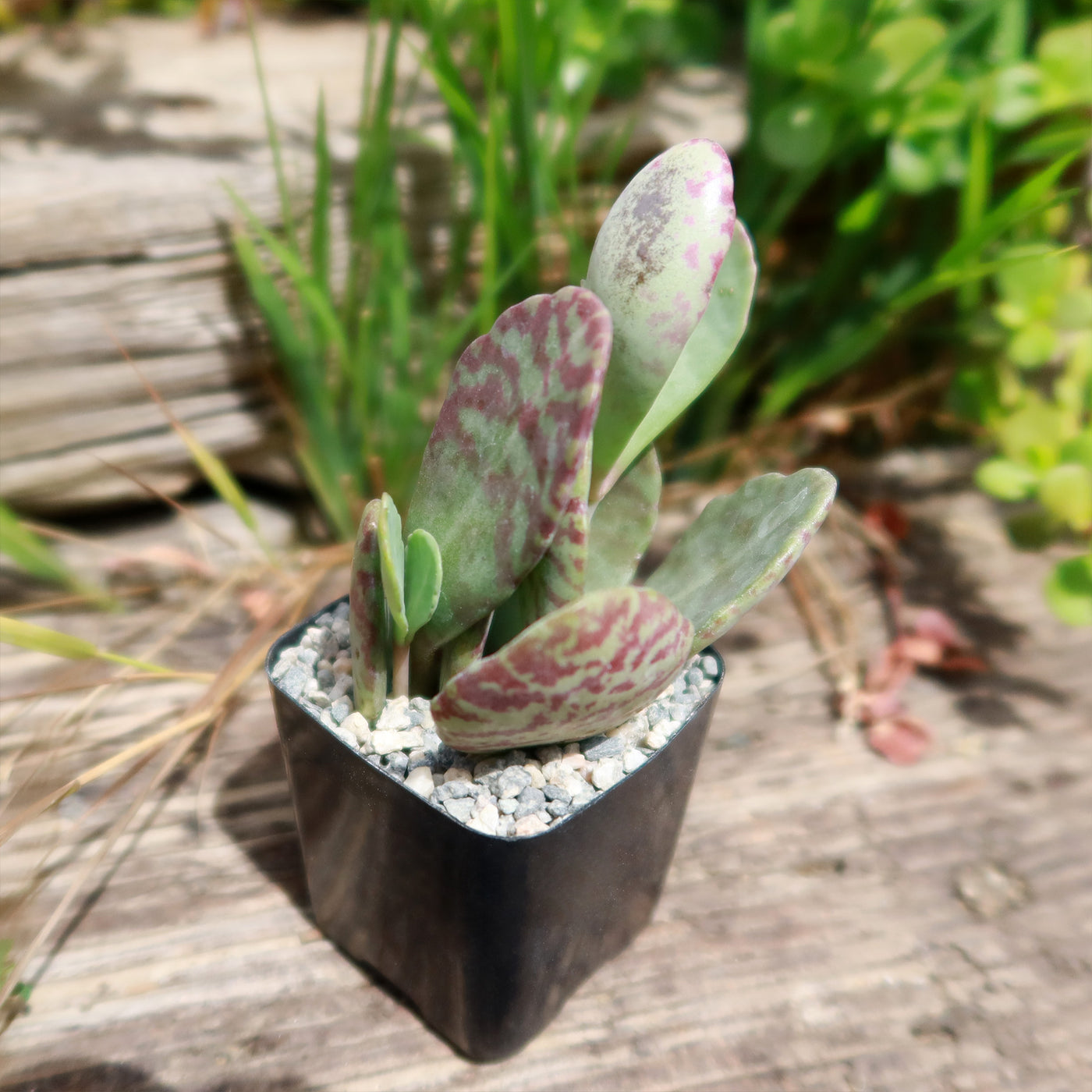 Kalanchoe humilis desert surprise