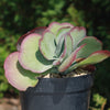 Variegated Paddle Plant - Kalanchoe luciae &