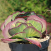 Variegated Paddle Plant - Kalanchoe luciae &