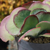 Variegated Paddle Plant - Kalanchoe luciae &