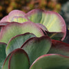 Variegated Paddle Plant - Kalanchoe luciae &