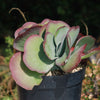 Variegated Paddle Plant - Kalanchoe luciae &