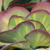 Variegated Paddle Plant - Kalanchoe luciae &