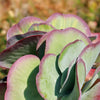 Variegated Paddle Plant - Kalanchoe luciae &