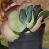 Variegated Paddle Plant - Kalanchoe luciae &