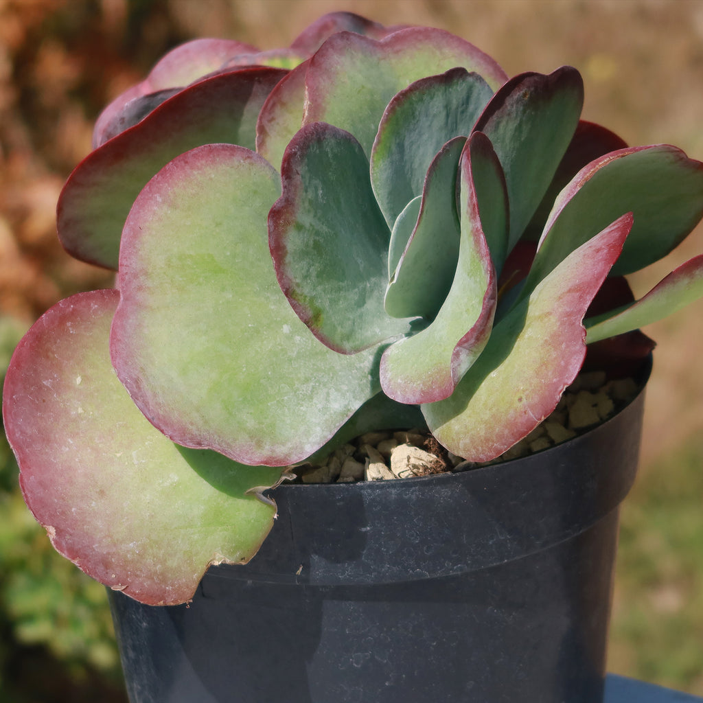 Variegated Paddle Plant - Kalanchoe luciae &