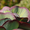 Variegated Paddle Plant - Kalanchoe luciae &