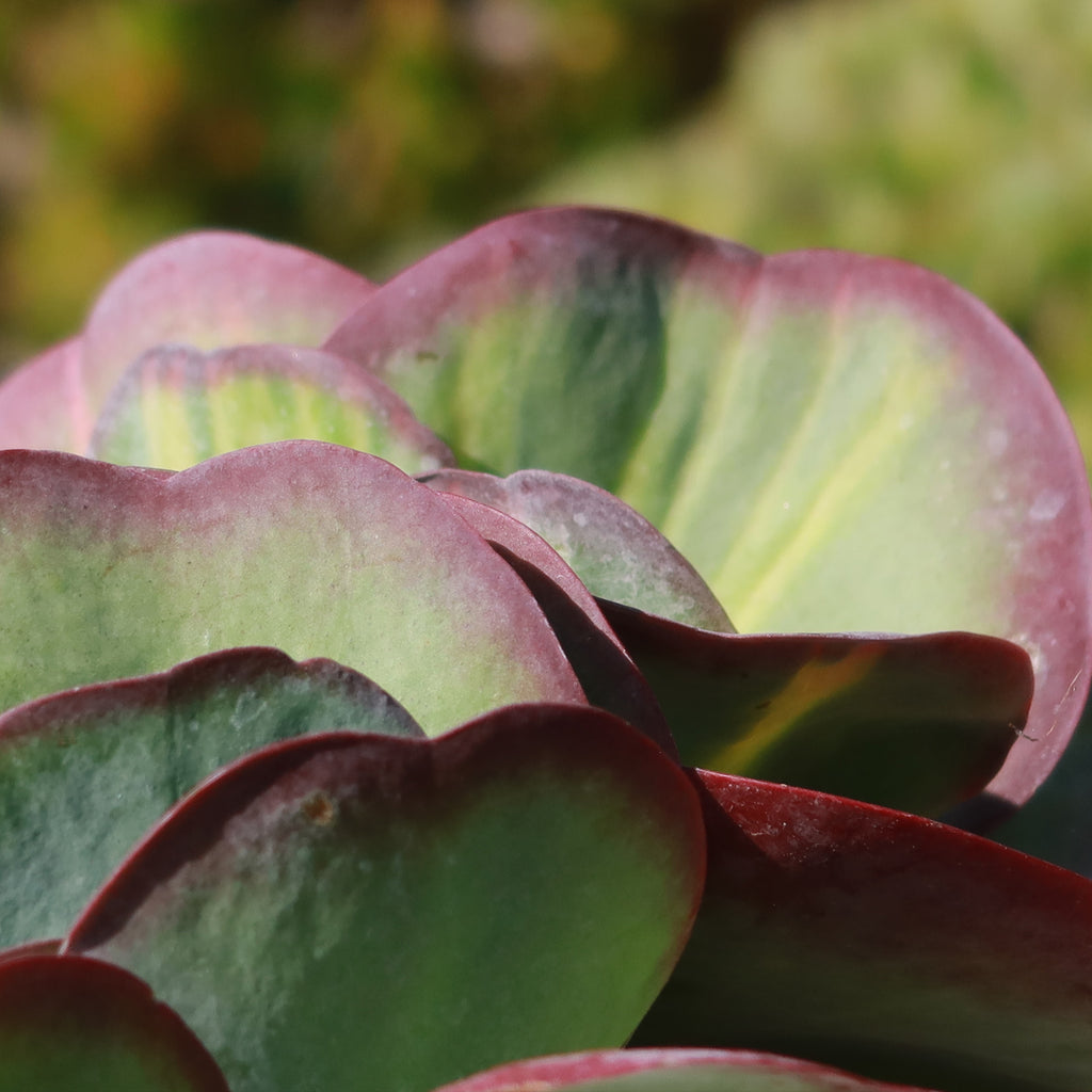 Variegated Paddle Plant - Kalanchoe luciae &