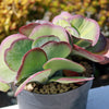 Variegated Paddle Plant - Kalanchoe luciae &