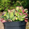 Kalanchoe luciae &