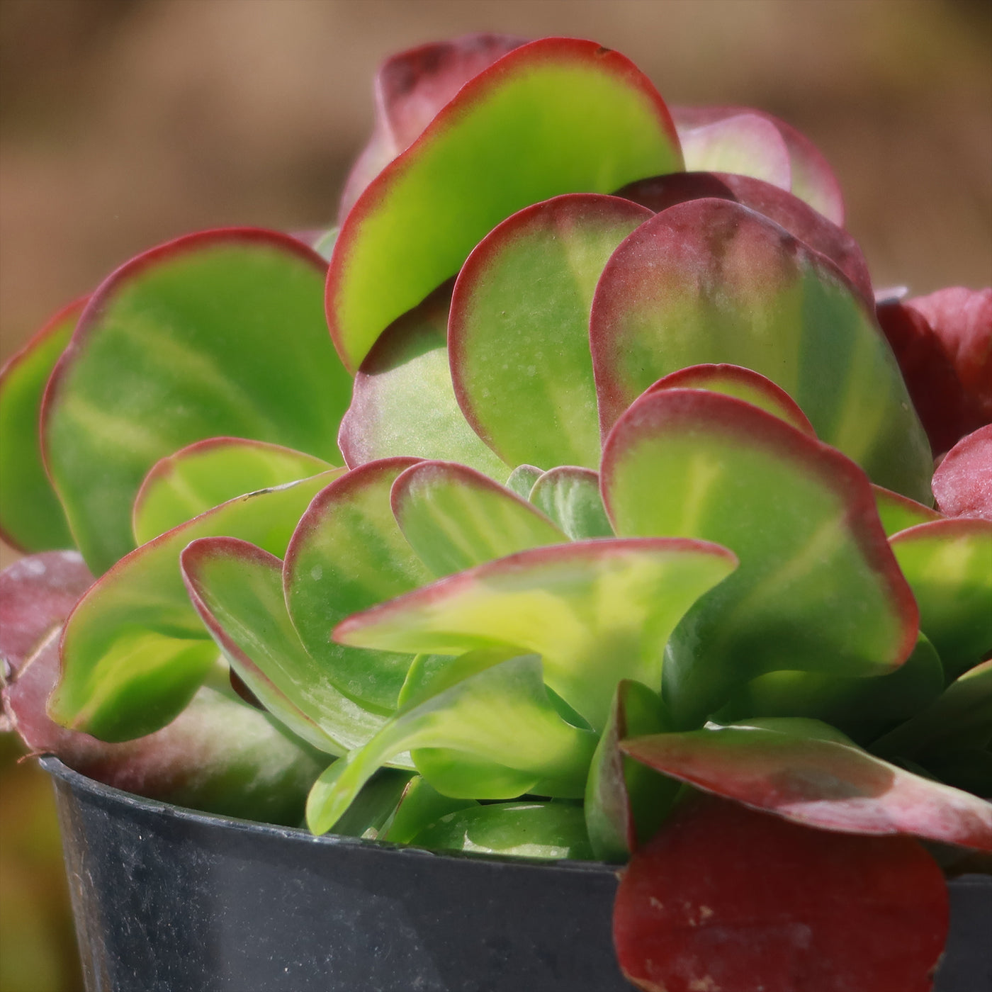 Kalanchoe luciae 'Fantastic' crested