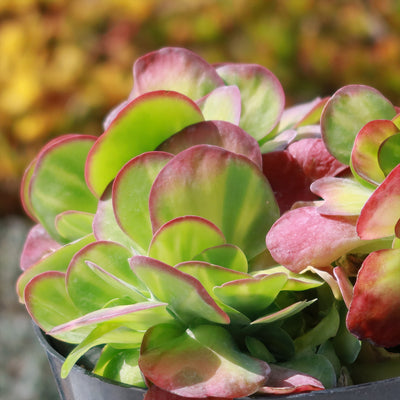 Kalanchoe luciae 'Fantastic' crested