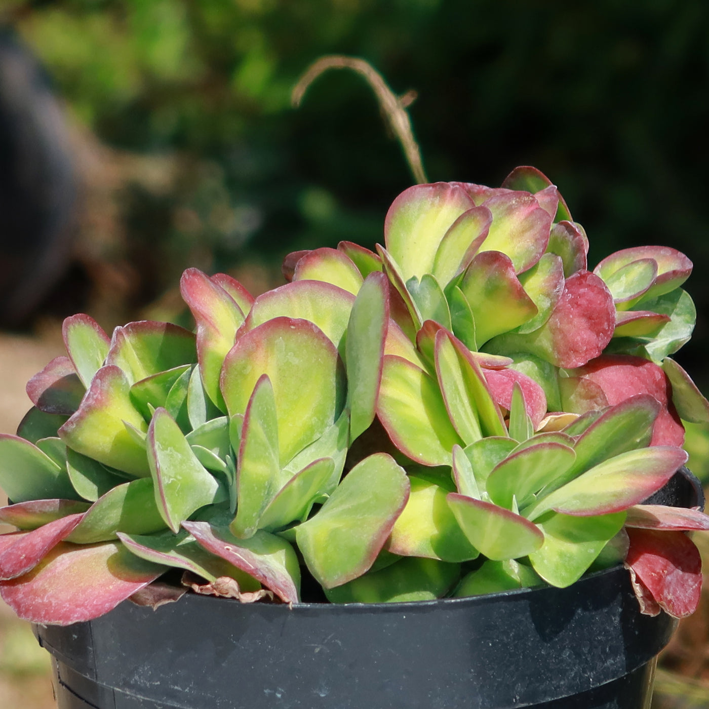 Kalanchoe luciae 'Fantastic' crested