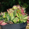 Kalanchoe luciae &