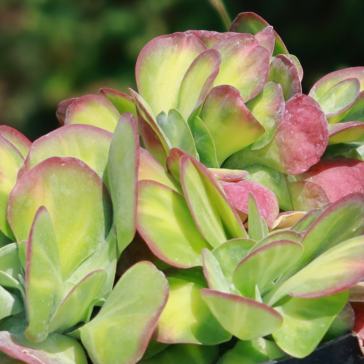 Kalanchoe luciae 'Fantastic' crested