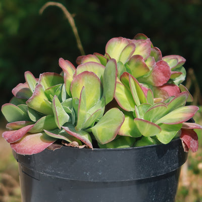 Kalanchoe luciae 'Fantastic' crested