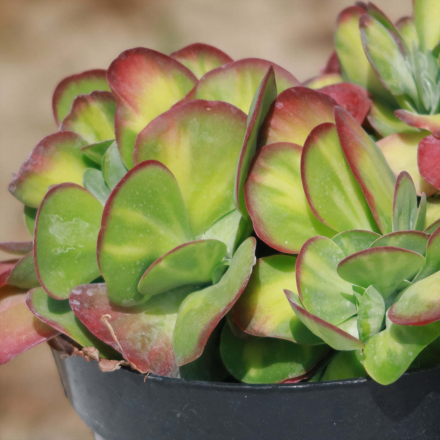 Kalanchoe luciae 'Fantastic' crested