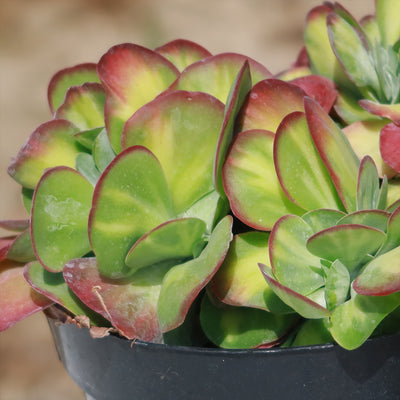 Kalanchoe luciae 'Fantastic' crested