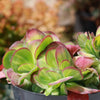 Kalanchoe luciae &