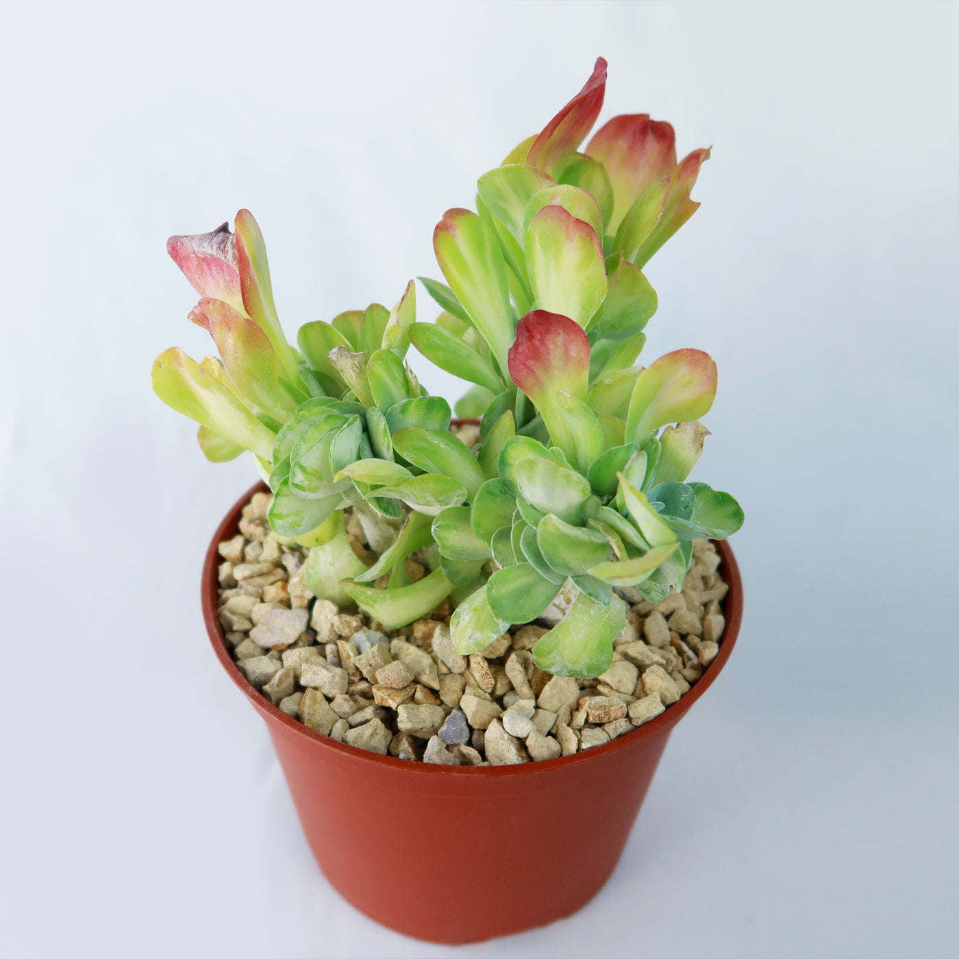 kalanchoe succulent for sale Kalanchoe luciae 'Fantastic' crested