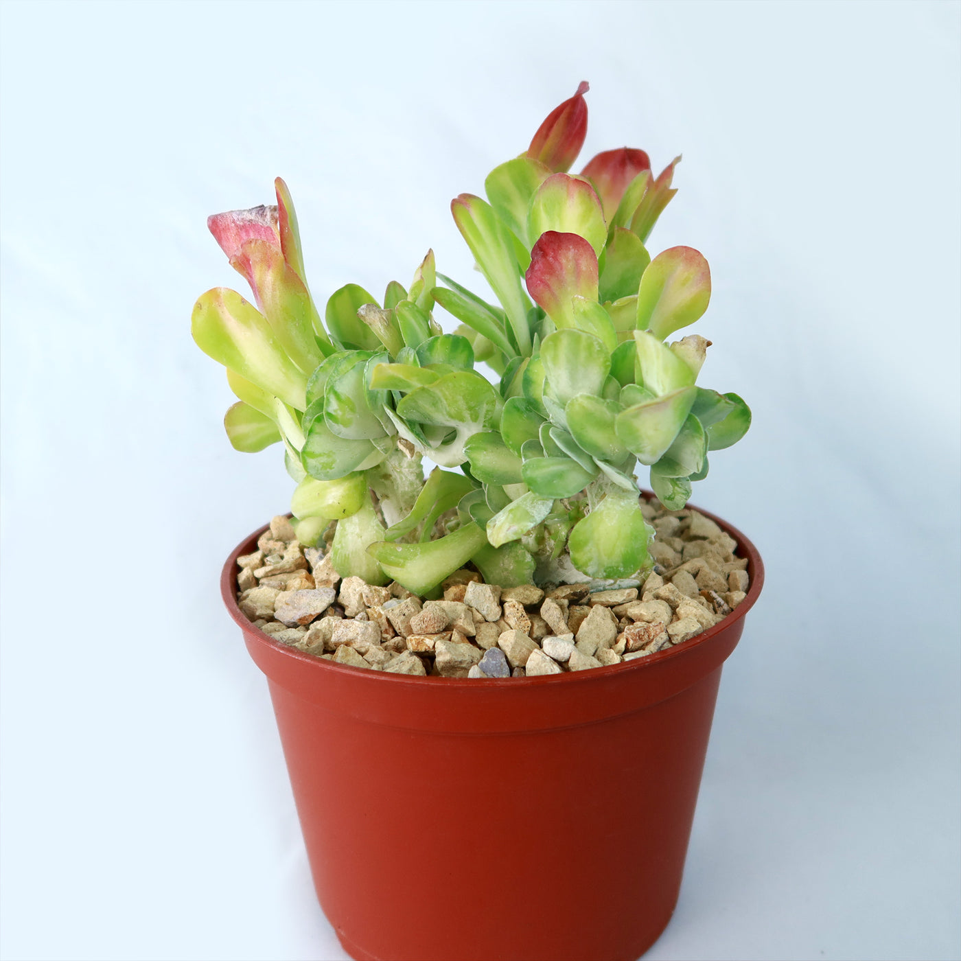 kalanchoe jade plant Kalanchoe luciae 'Fantastic' crested 6" Pot