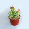 Kalanchoe luciae &