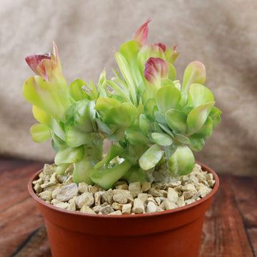 Kalanchoe luciae 'Fantastic' crested 6
