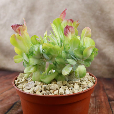 succulent with red edged leaves Kalanchoe luciae 'Fantastic' crested 6" Pot