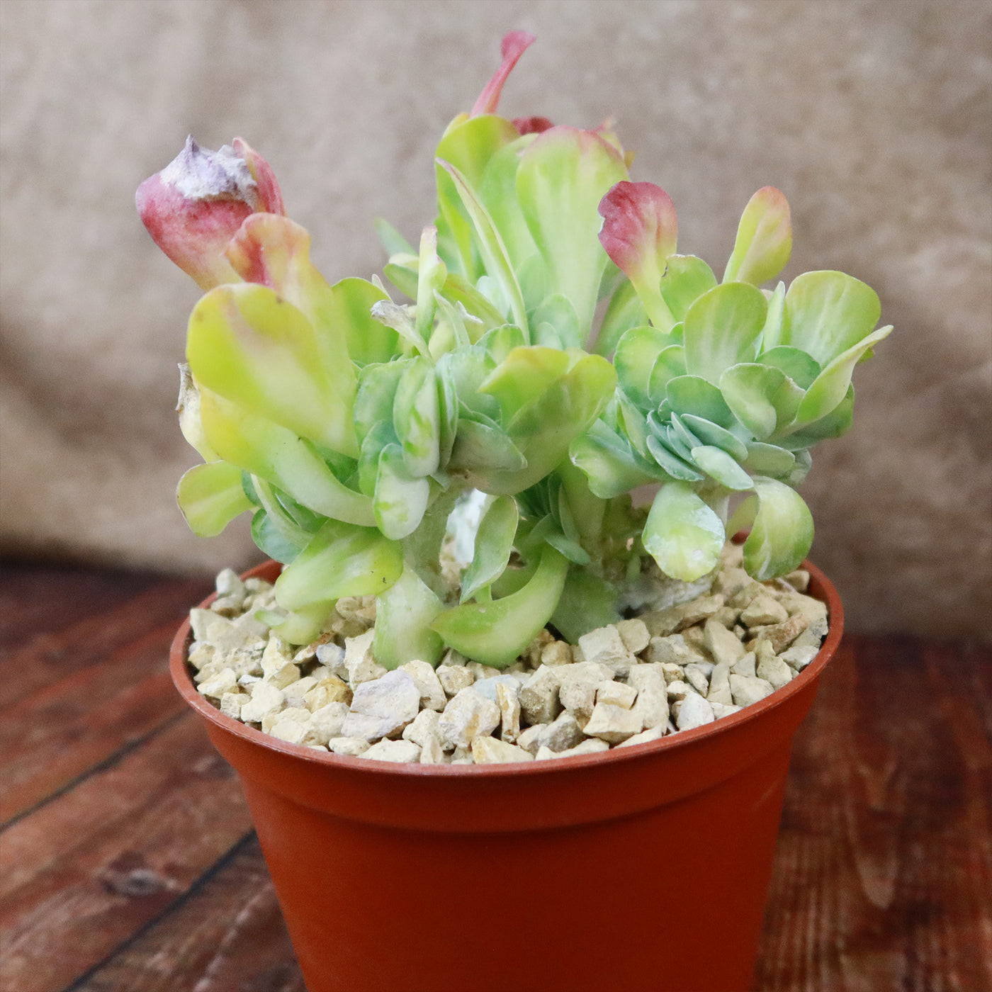 Kalanchoe luciae 'Fantastic' crested