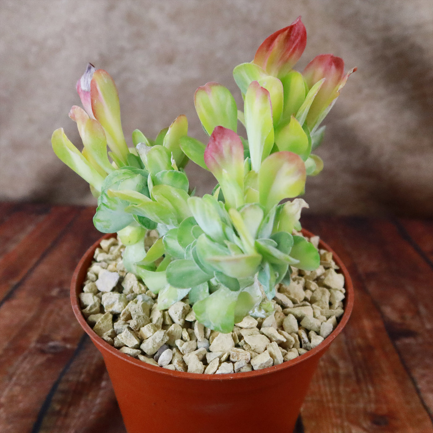 Kalanchoe luciae 'Fantastic' crested