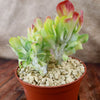 Kalanchoe luciae &