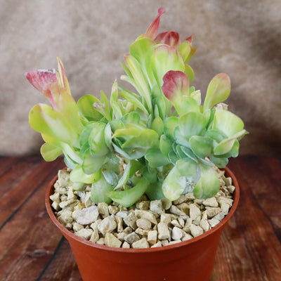 Kalanchoe luciae 'Fantastic' crested