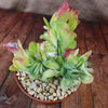 Kalanchoe luciae &