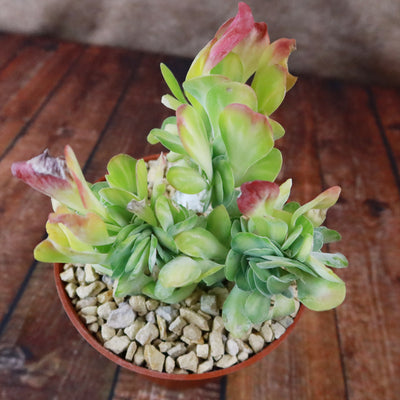 Kalanchoe luciae 'Fantastic' crested