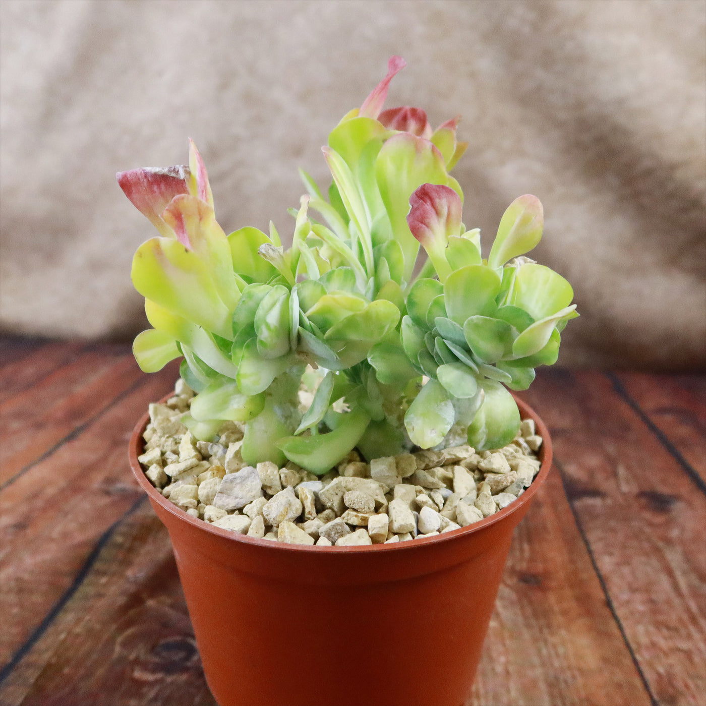 Kalanchoe luciae 'Fantastic' crested