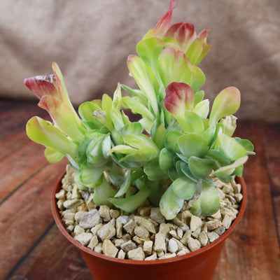 Kalanchoe luciae 'Fantastic' crested