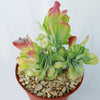 Kalanchoe luciae &