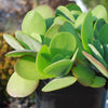 Paddle Plant ‘Kalanchoe thyrsiflora’