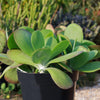 Paddle Plant ‘Kalanchoe thyrsiflora’