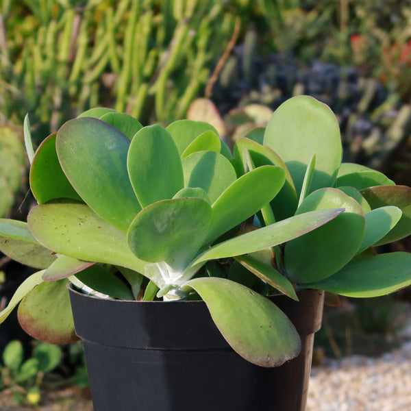 succulent with soft spikes Paddle Plant ‘Kalanchoe thyrsiflora’