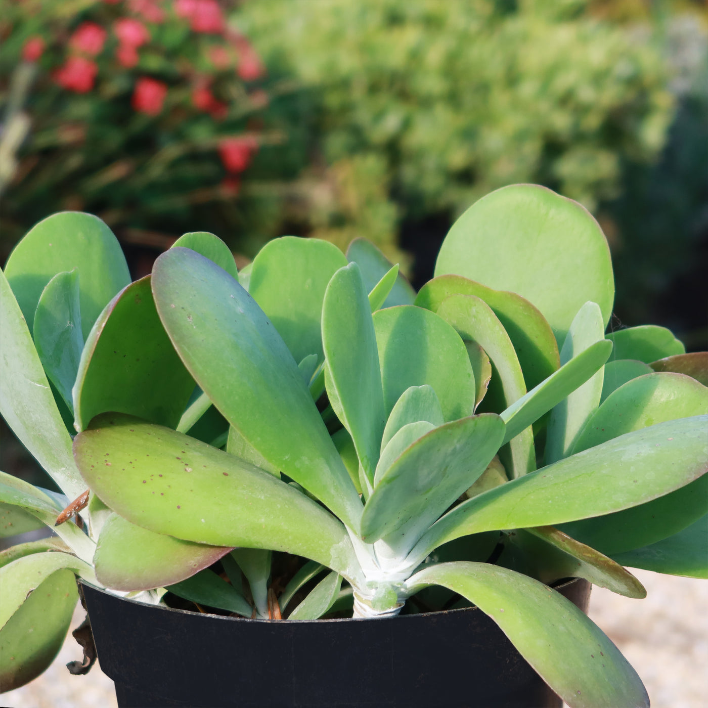 paddle plant succulent flower Paddle Plant ‘Kalanchoe thyrsiflora’