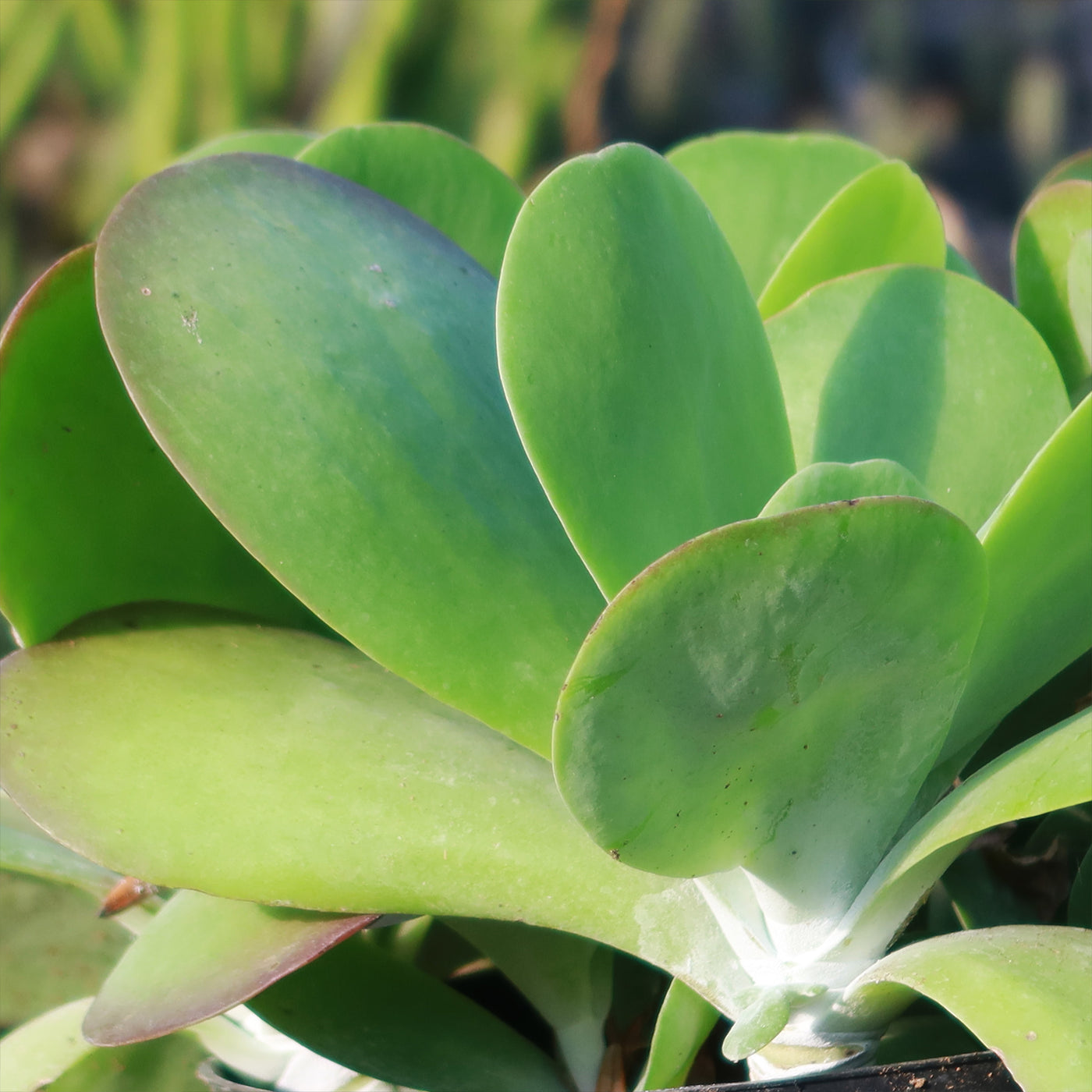 succulent with thick round leaves Paddle Plant ‘Kalanchoe thyrsiflora’